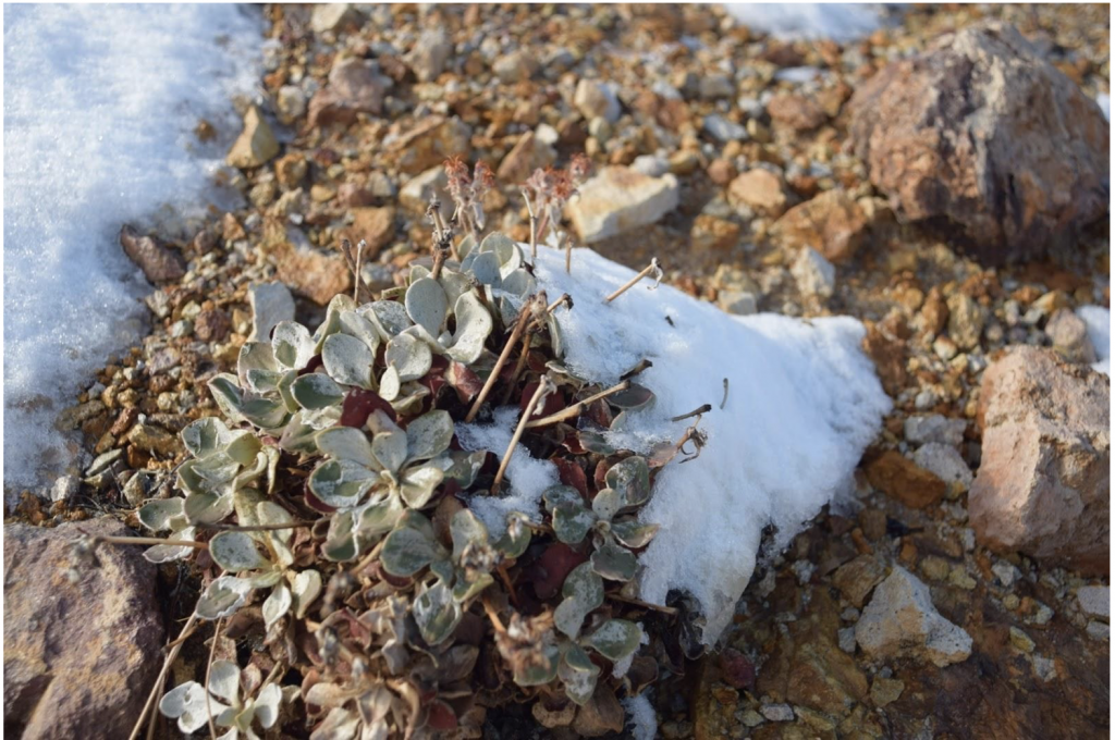 A small patch of altered andesite buckwheat. The plant is small and low to the desert ground, and has fleshy green leaves and sprouts dried red flowers at the top. It is also half-covered in snow.