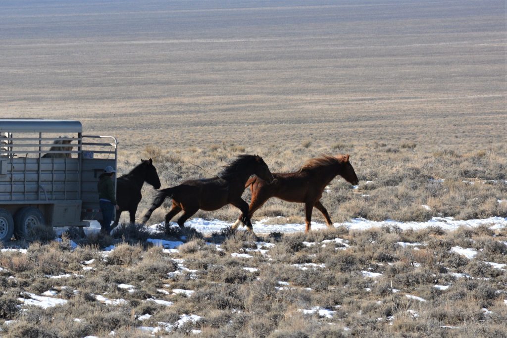 Four mares run from the back of a trailer into a snowy field.