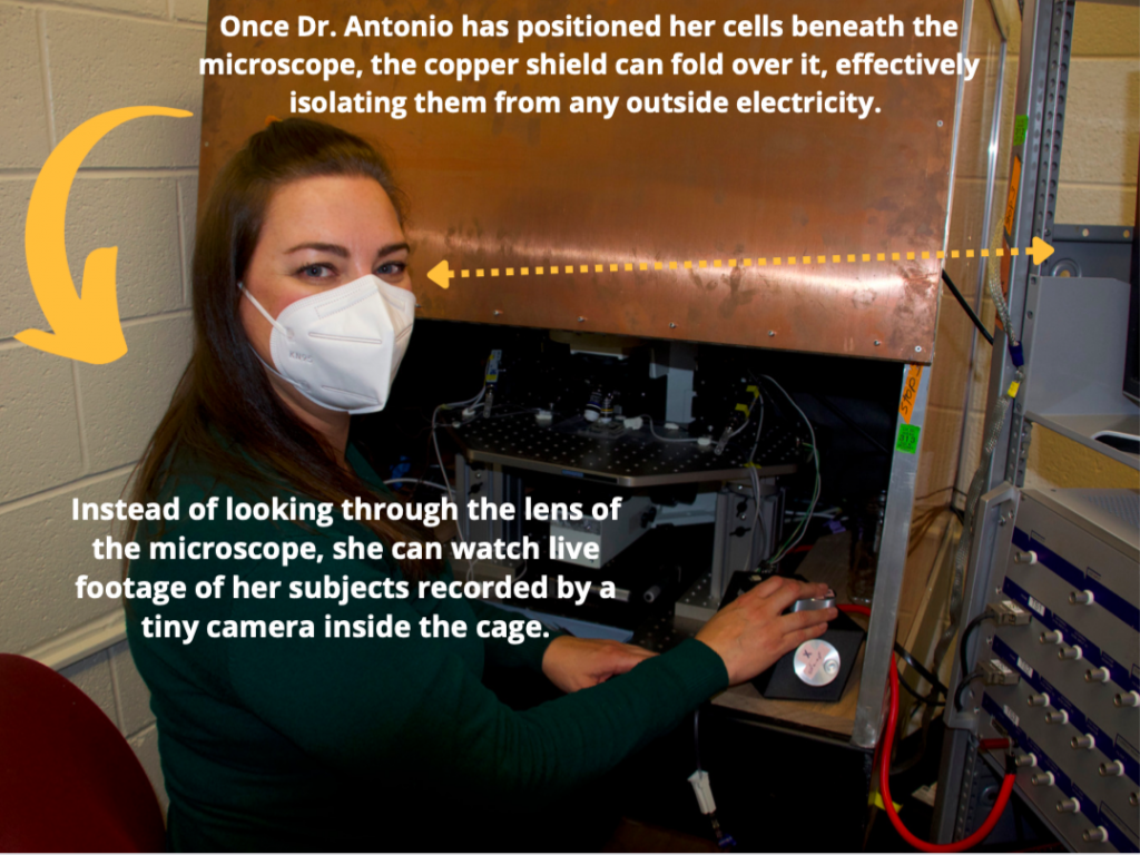 Dr. Antonio sits in front of a microscope positioned inside the faraday cage, which is parted. The captions read: "Once Dr. Antonio has positioned her cells beneath the microscope, the copper shield can fold over it, effectively isolating them from any outside electricity. Instead of looking through the lens of the microscope, she can watch live footage of her subjects recorded by a tiny camera inside the cage." Arrows indicate how the shield might close over the microscope and point to a video monitor just slightly out of frame where Dr. Antonio might view her test subjects.