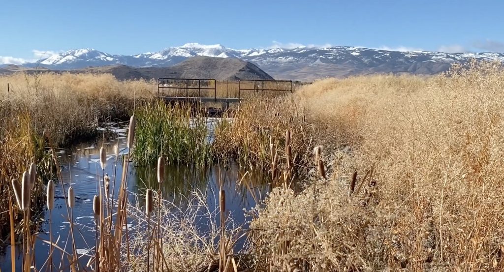 A landscape photo of Nevada wetlands. A stand of cattails is in the foreground. In the middle ground, there is a small pond with dry vegetation on either sky. In the distant background, some mountains are visible.