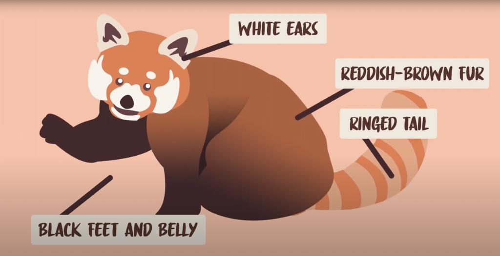 An animated red panda with labels denoting its white ears, dense reddish fur, ringed tail, and black legs and belly.