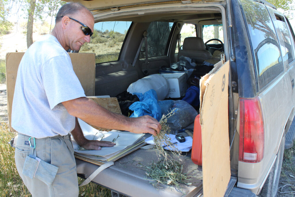 Man places plant samples into a plant press on back of vehicle