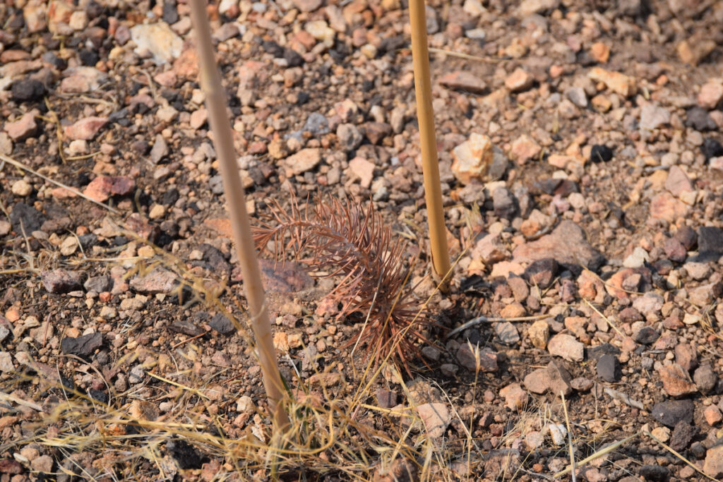 Dead pinyon pine seedling between two wooden stakes on rocky ground