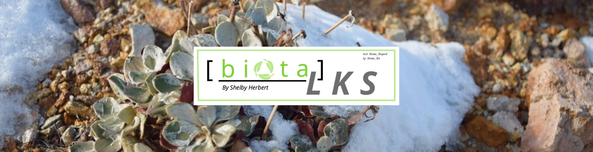 biotalks logo overlayed on buckwheat image