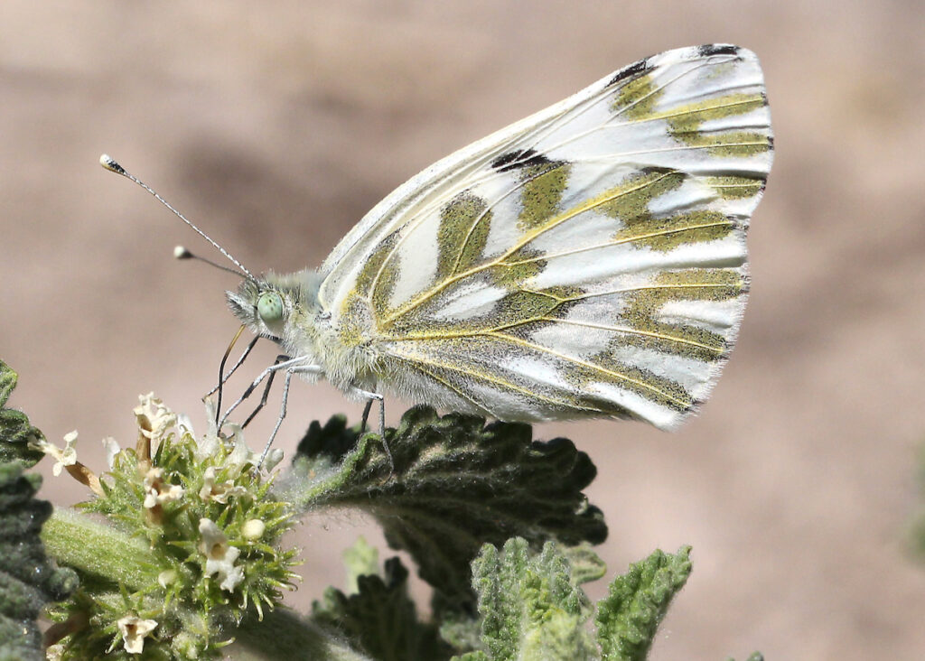 Becker's white butterfly perched on a green plant