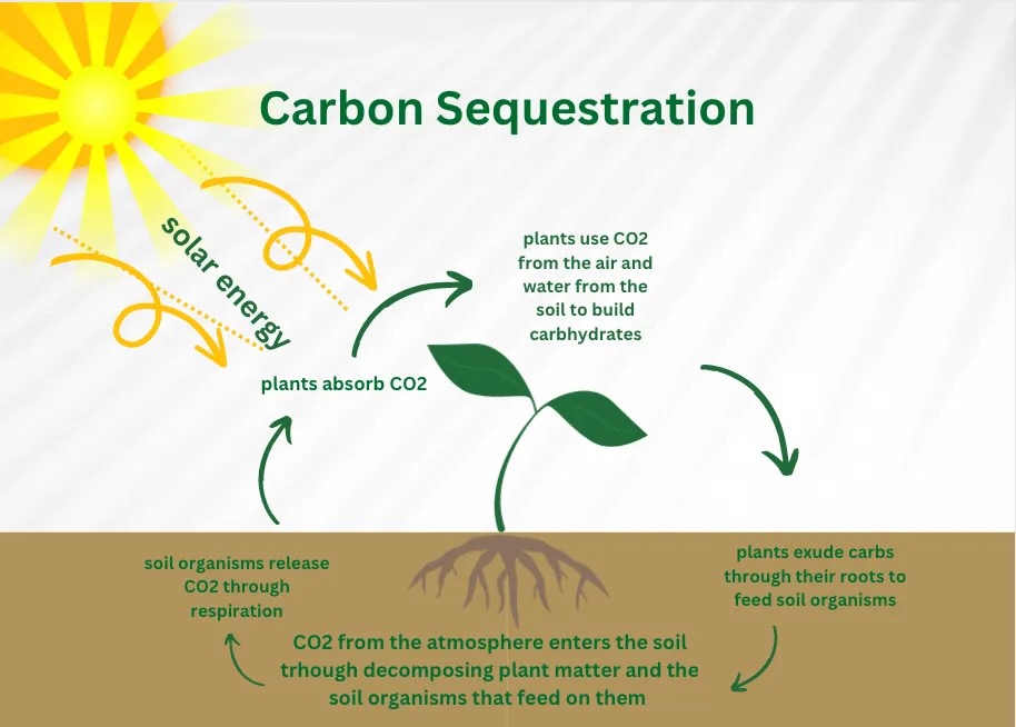 infographic showing carbon sequestration process