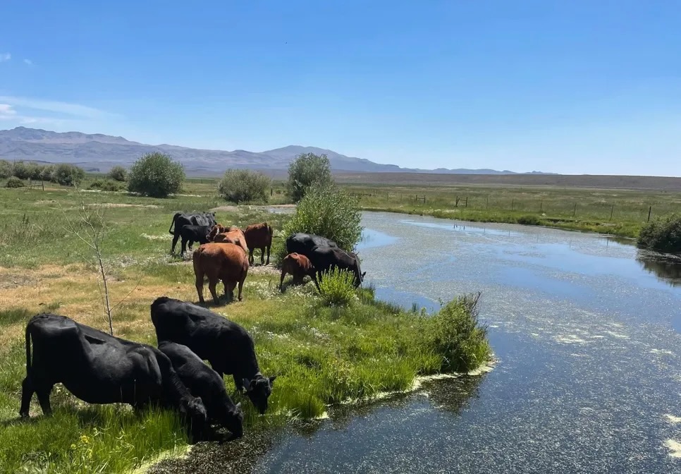 cows grazing along streambank
