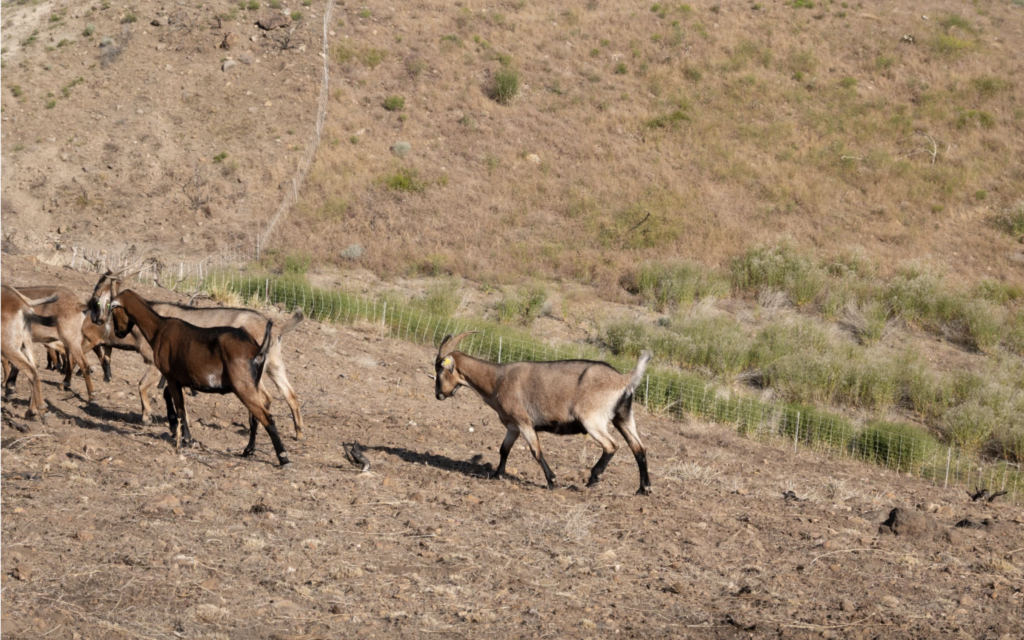 Goats walk in a dry Nevada landscape