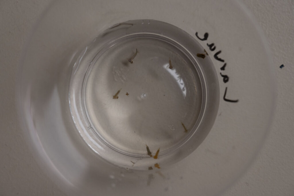 a small cup containing mosquito larvae in water