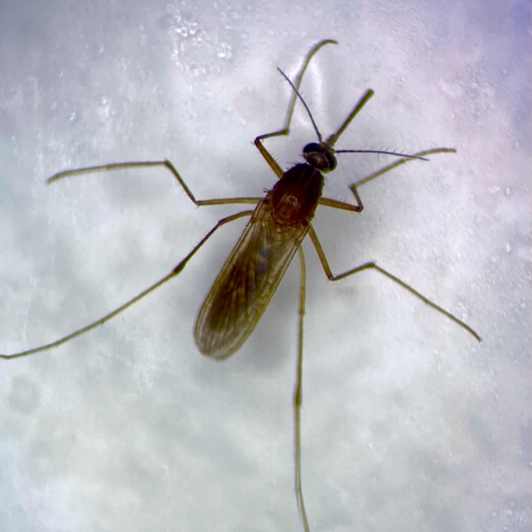 female culex mosquito under microscope