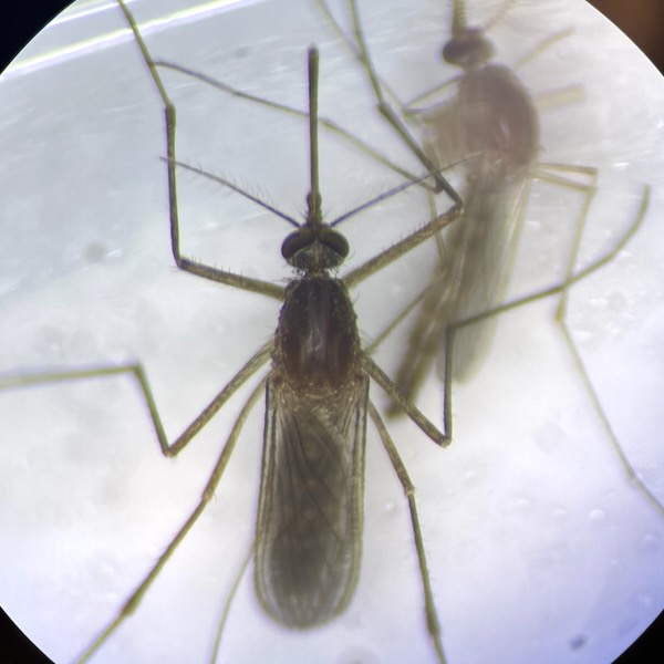 A female and male Culex mosquito under microscope.