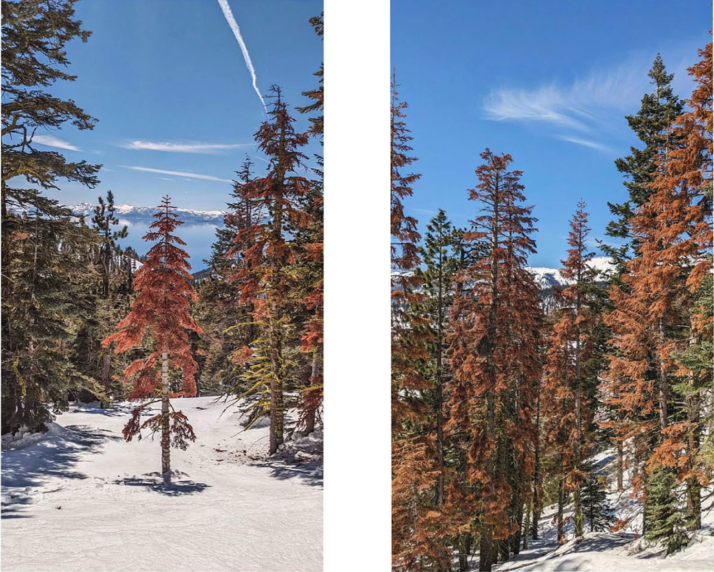 Dead pine trees in snowy tahoe landscape