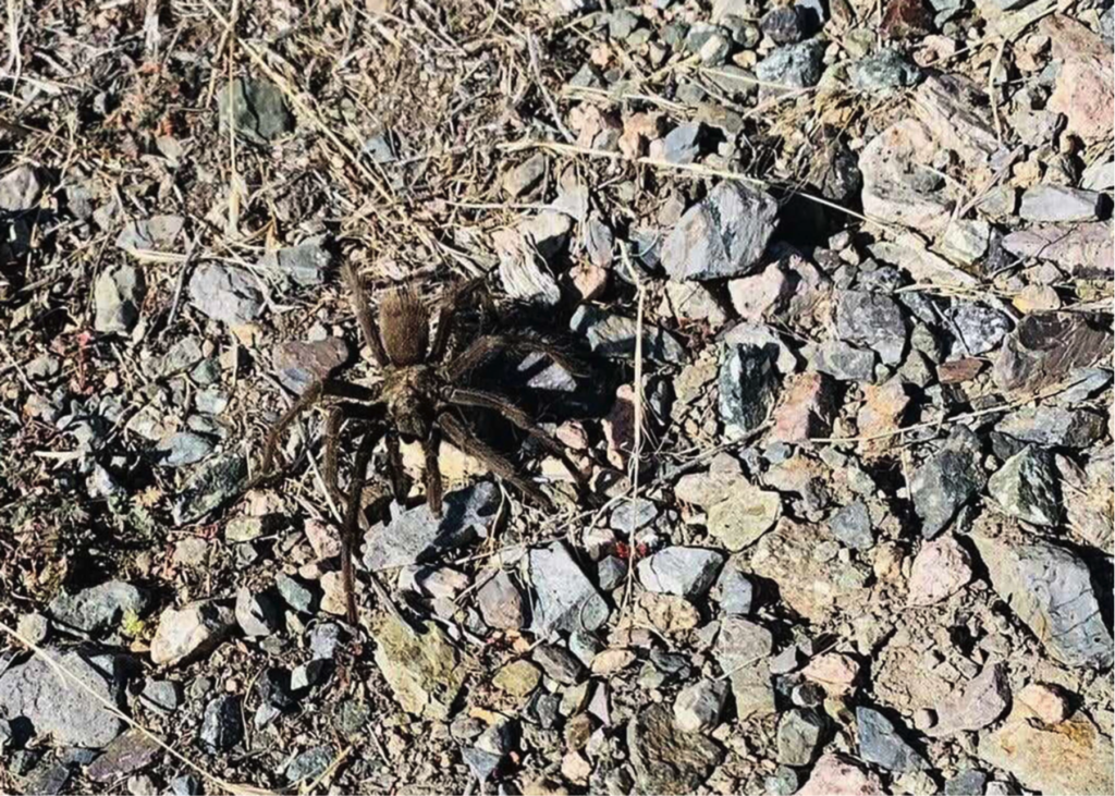 tarantula on rocky ground