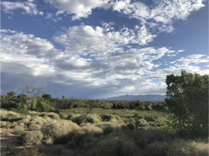 A landscape view of a wetland at the warm springs natural area in Nevada. Green shrubs and trees stretch out beneath a blue cloudy sky.