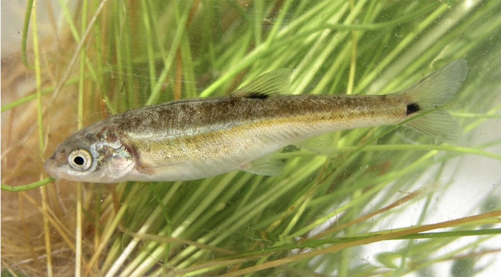 a close up view of the endangered moapa dace fish, swimming in the grass underwater