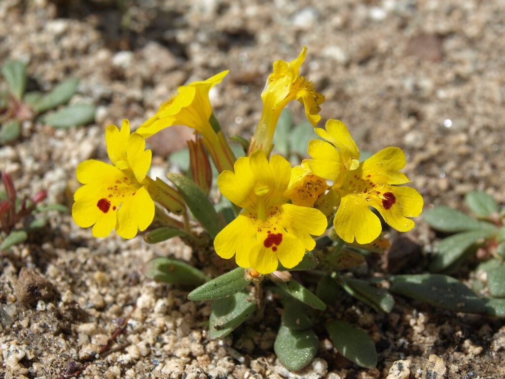 Closeup of five bright yellow blooms of a Carson Valley monkeyflower on rocky soil.