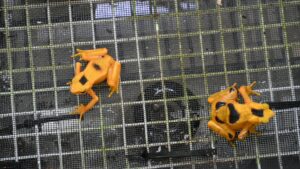 two golden frogs on a wire mesh screen