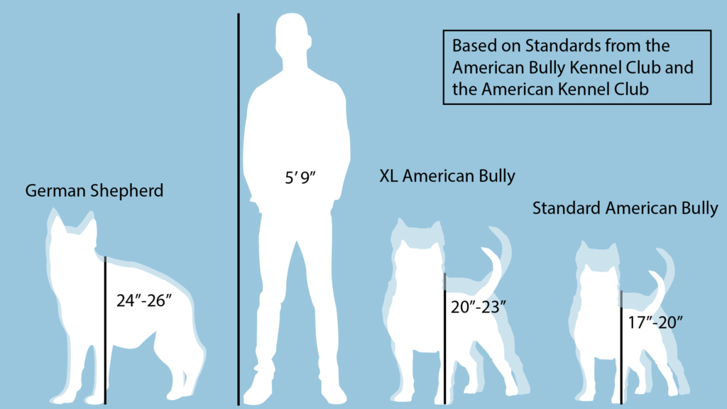 Infographic comparing sizes of a German shepherd, XL American bully, standard American bully, and an average human.