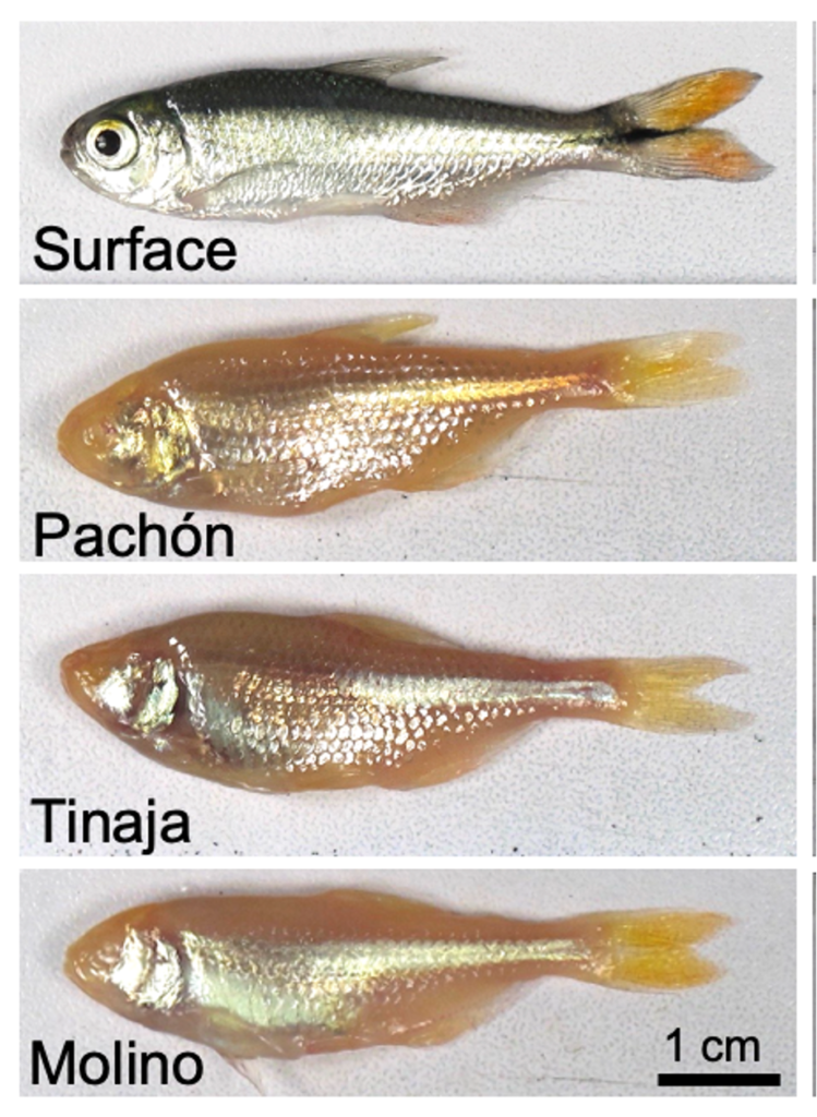 Graphic comparing bodies of four types of Mexican tetra fish. Only the surface type has eyes.