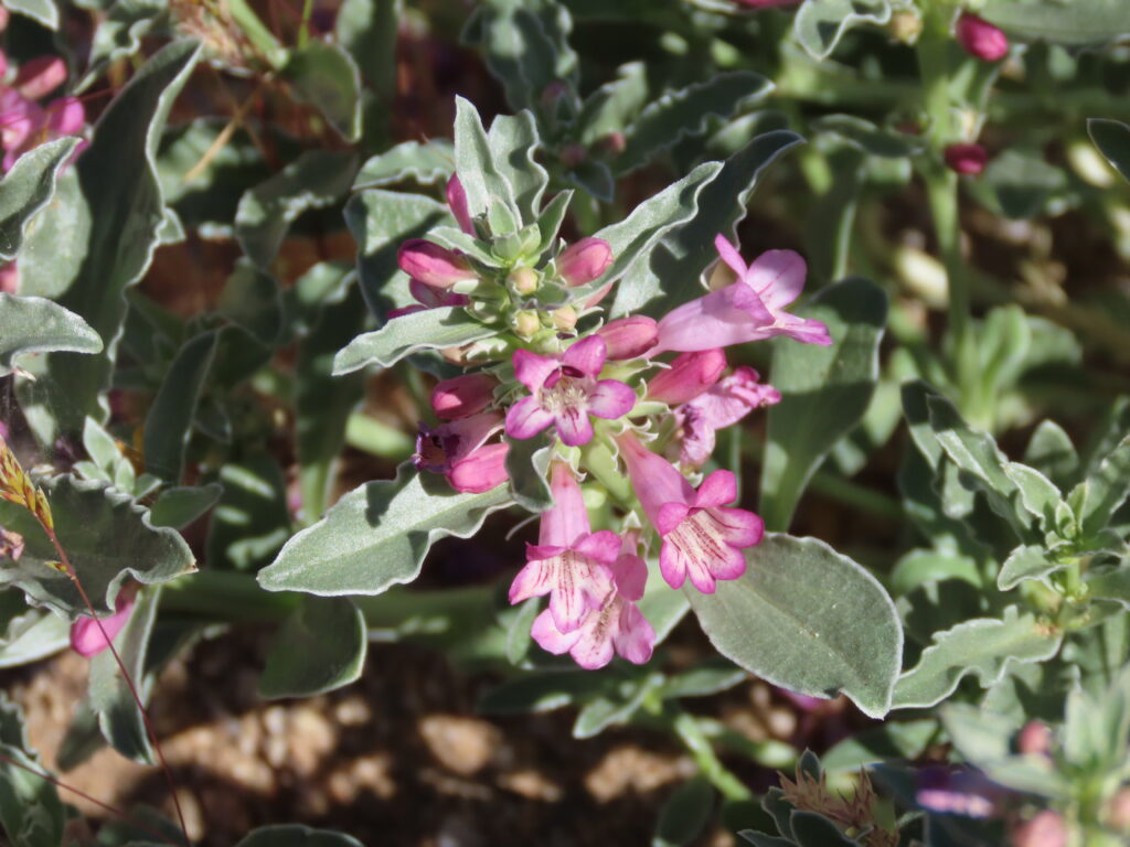 Closeup of a white-margined penstemon. 