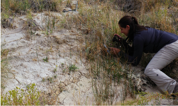 Biologist crouches down to examine a plant in a sandy, grassy desert ecosystem. 