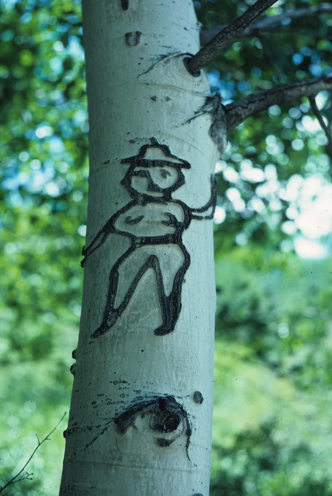 An arborglyph of a human figure stands out against the white bark of an Aspen tree. Richard H. Lane/Jon Bilbao Basque Library Collections