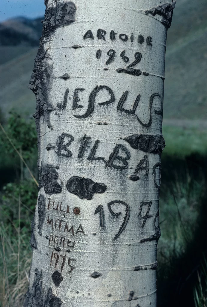 Arborglyphs from different years are seen carved into the bark of an Aspen tree. Richard H. Lane/Jon Bilbao Basque Library Collections