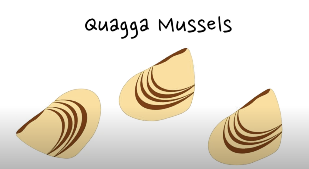 Quagga Mussels