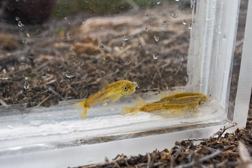 The Long Valley Speckled Dace has one remaining wild population due to threats in its native habitats in the Long Valley Caldera, Calif.