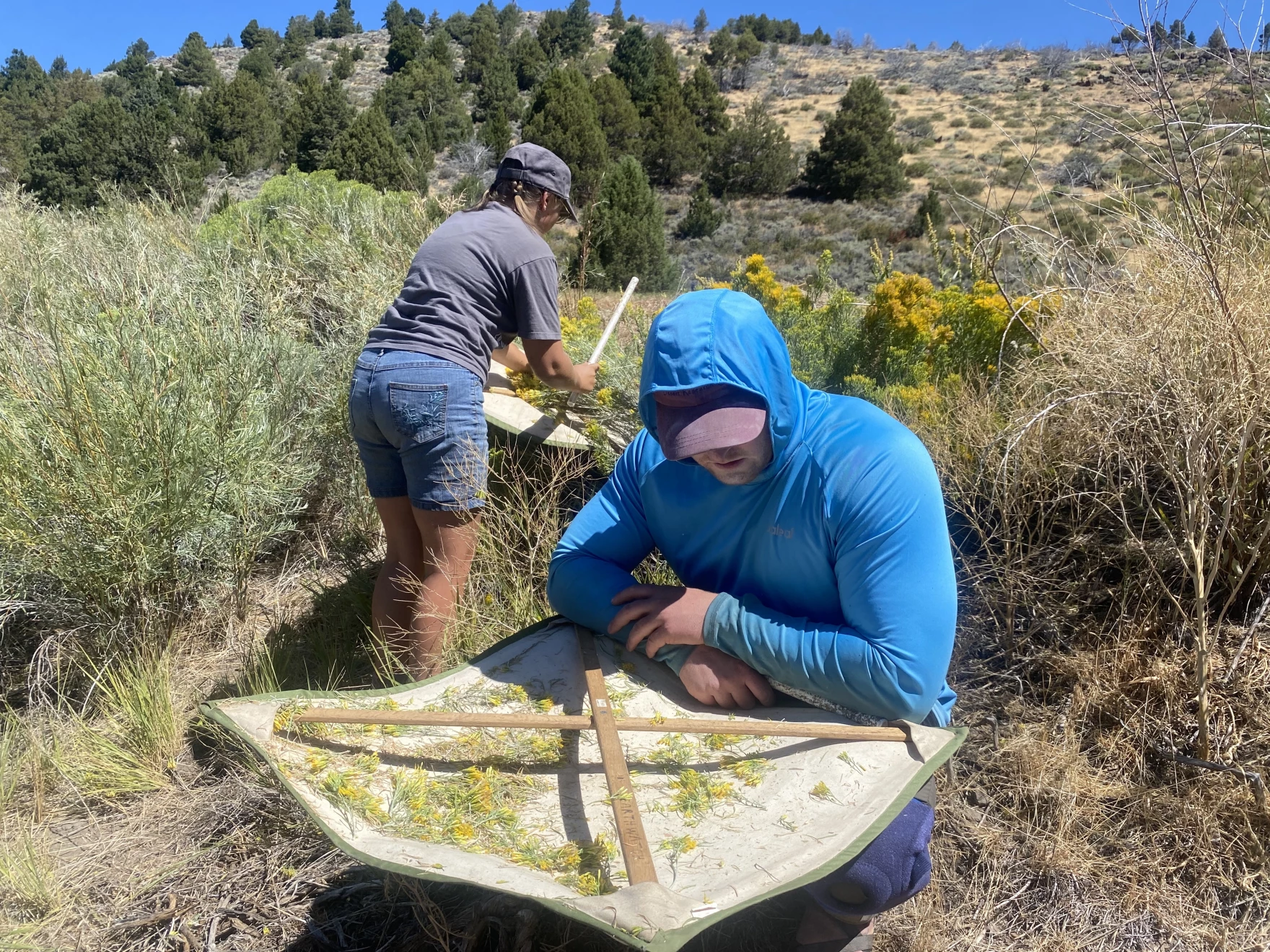 Christian Connors looks for caterpillars on his canvas tray while Hannah McKemy hits a bush behind him in Sierra Valley on Aug 21. Credit: Sydney Peerman/KUNR Public Radio