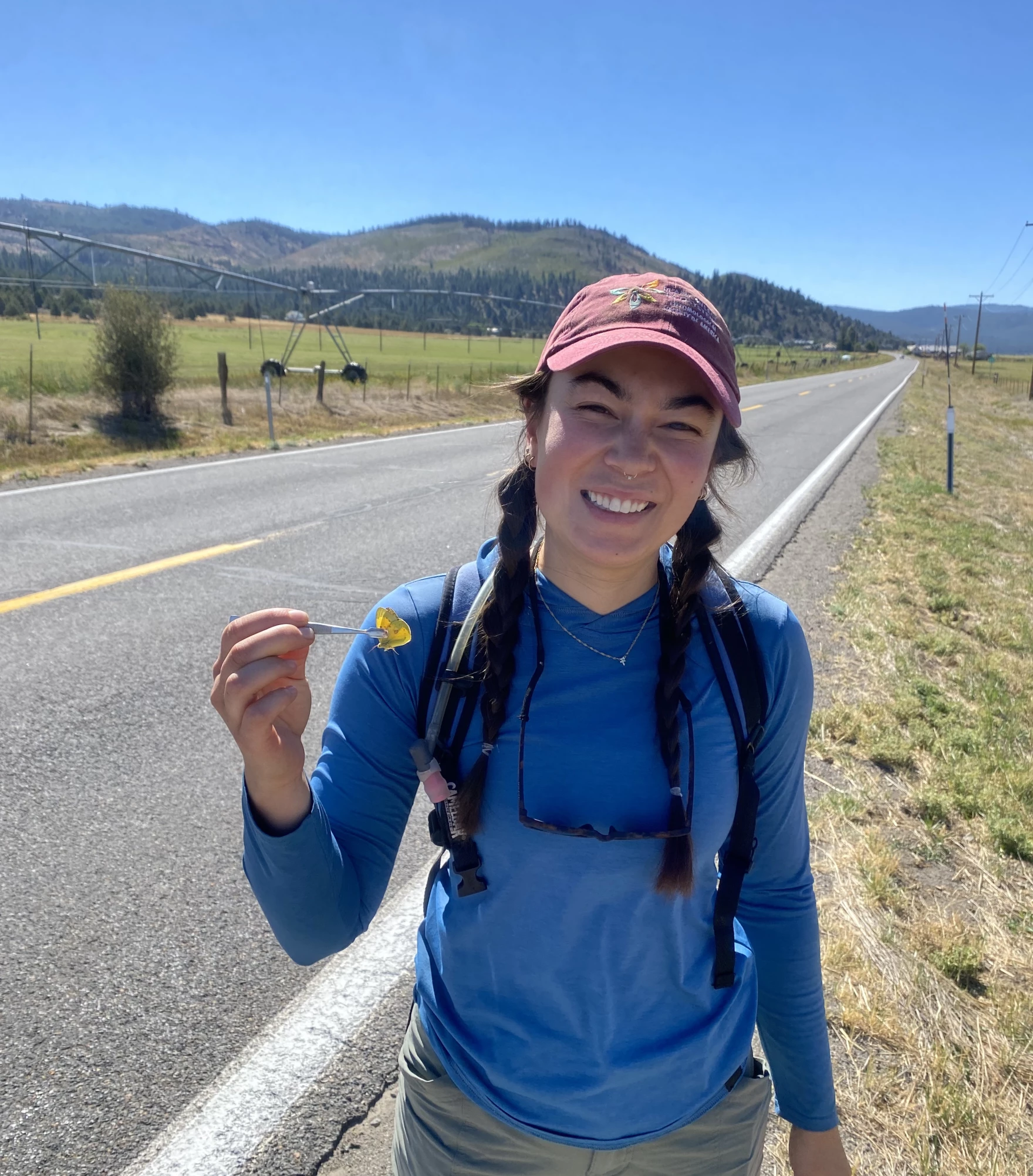 Clare Dittemore holds an Orange Sulfur butterfly, a species that she is currently studying, with a pair of forceps on Aug 21. Credit: Sydney Peerman/KUNR Public Radio