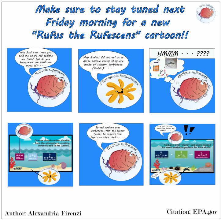 Rufus the Rufescens cartoon about how abalone shells are made