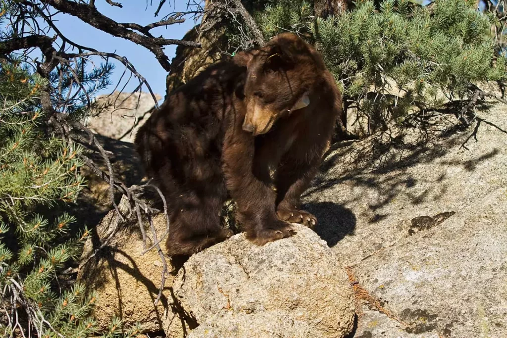 Black bear standing on a rock