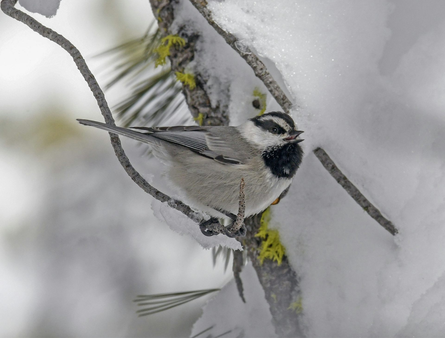 mountain chickadee on snowy branch