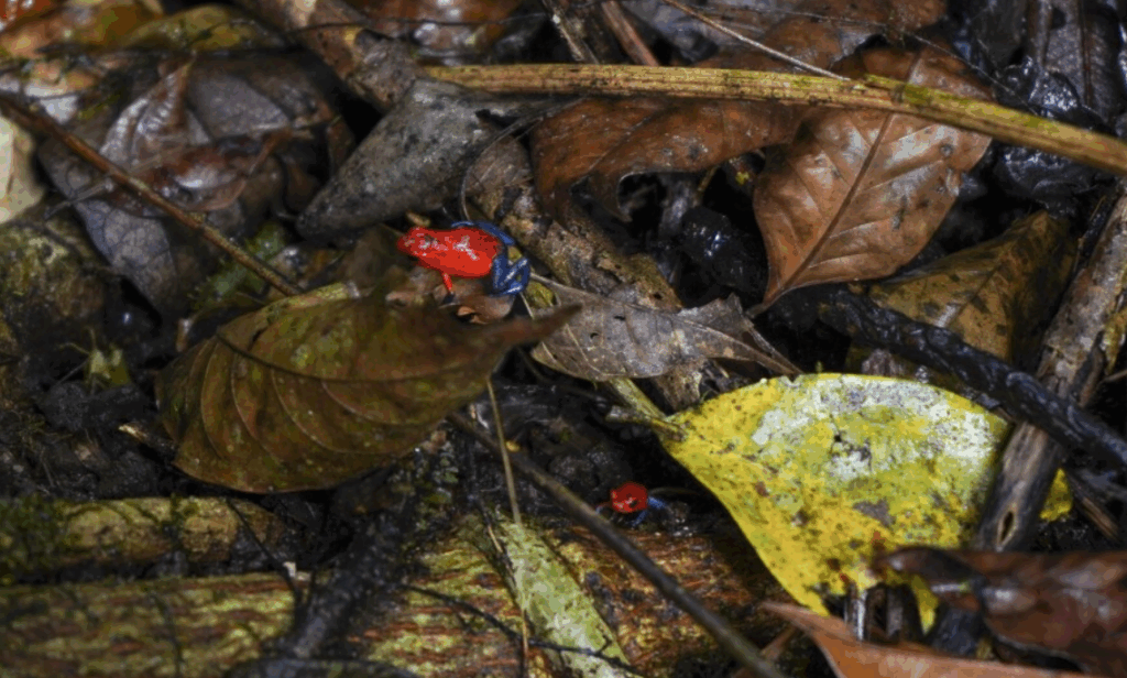 A bright red and blue poison dart frog sits on brown leaves