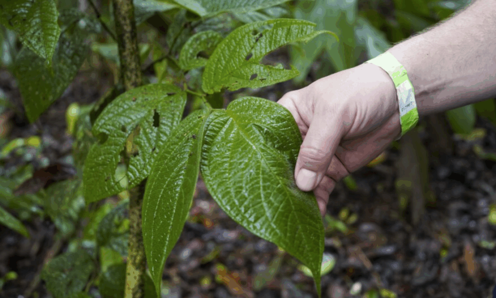 hand holding a plant leaf in costa rican rainforest