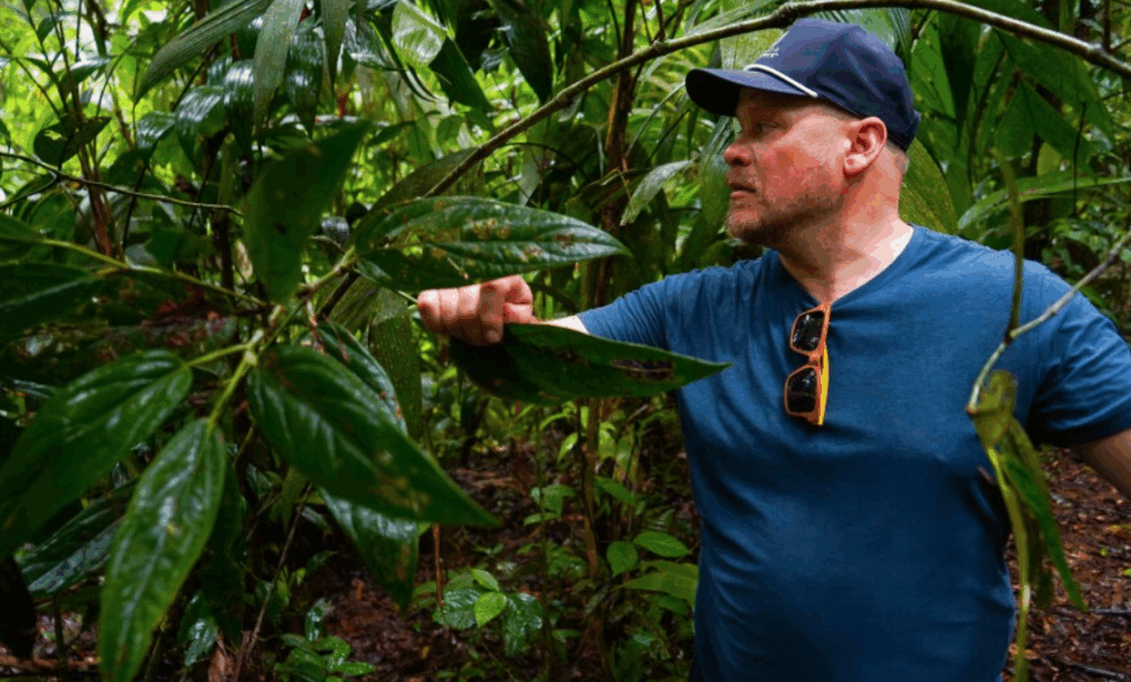 Researcher Chris Jeffrey holds a plant leaf in costa rica rainforest