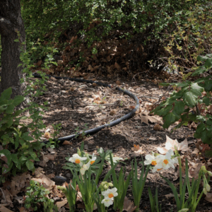 a drip irrigation line runs through forested area near daffodils