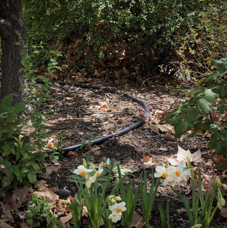 a drip irrigation line runs through forested area near daffodils
