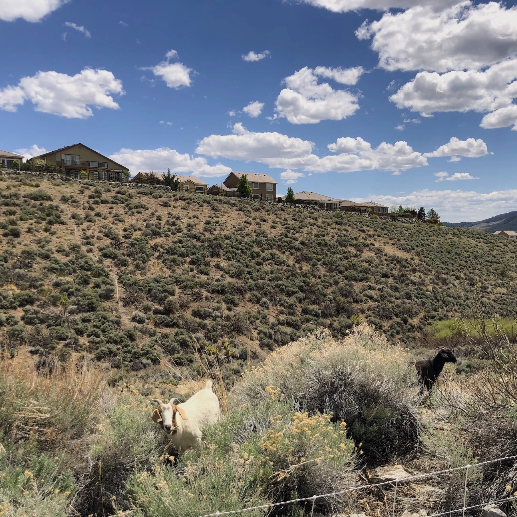 Goats at the base of a large hill