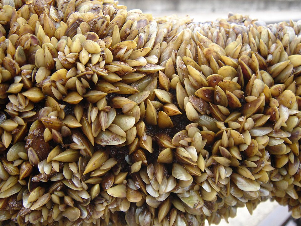 closeup of golden mussels
