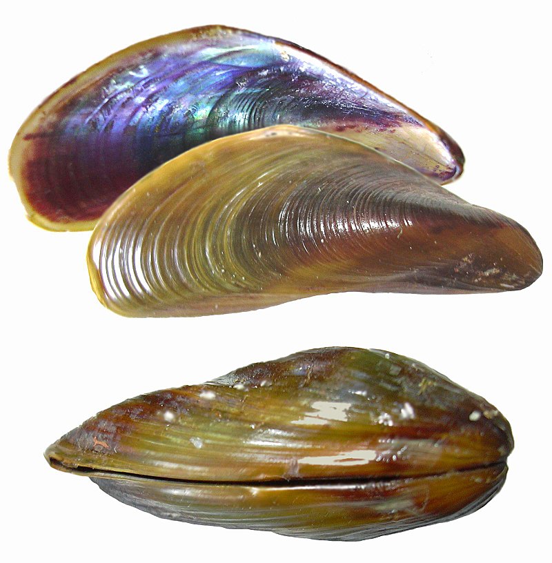 Two Golden Mussels against a white background