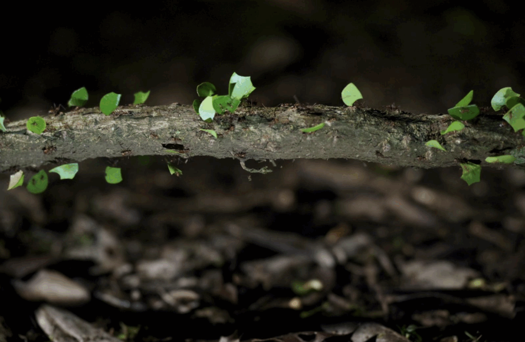 leafcutter ants walk along a stick
