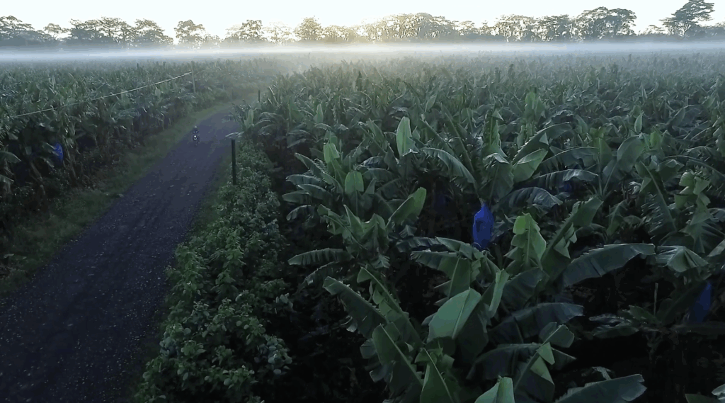 Banana plantation in costa rica