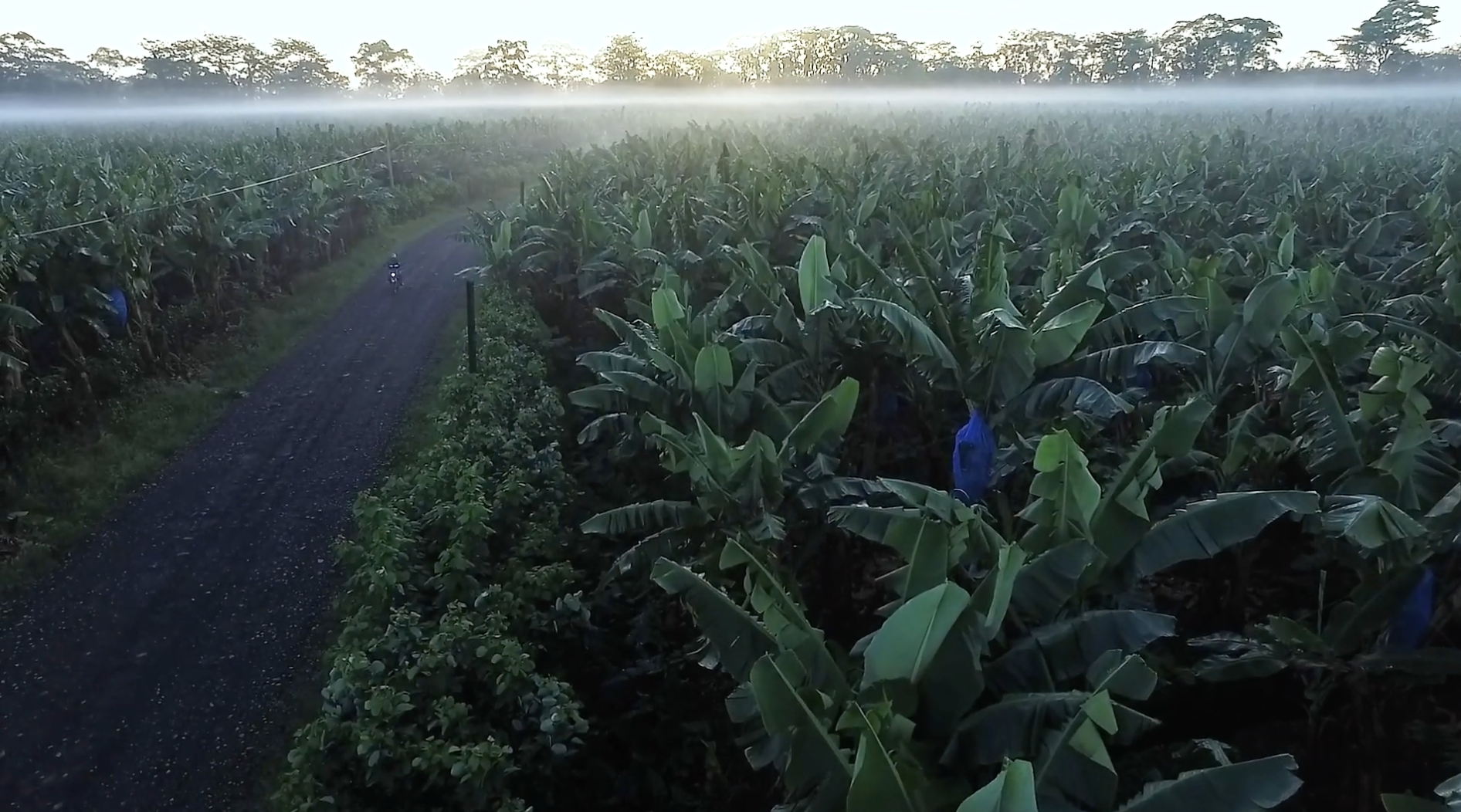 Banana plantation in costa rica