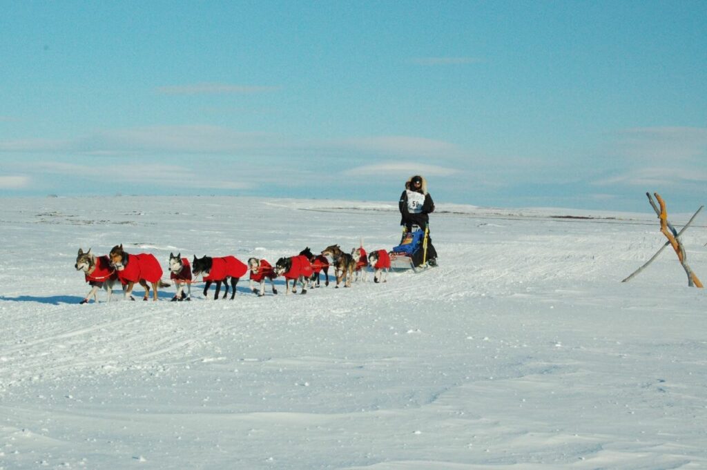 Sled dogs participating in the Iditarod Sled Dog Race, a lengthy and famous Alaskan race that spans over 900 miles
