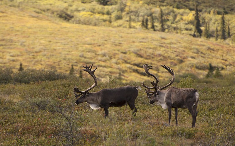 Caribou in Denali National Park