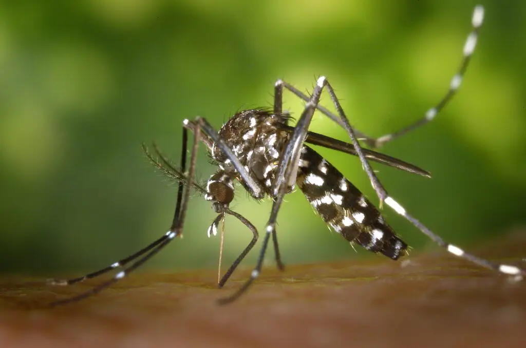 Close-up of an Aedes mosquito feeding on a human.