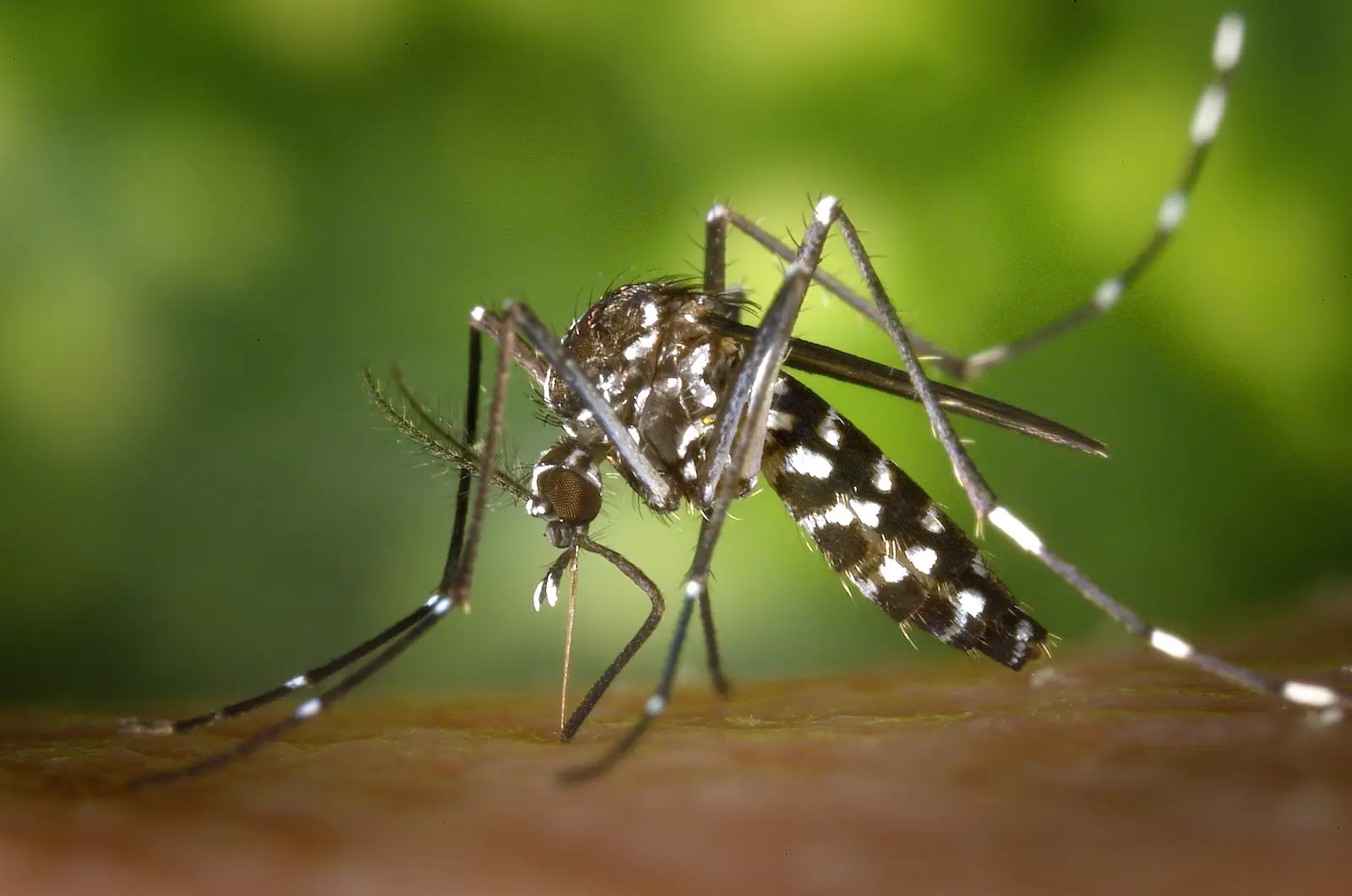 Close-up of an Aedes mosquito feeding on a human.