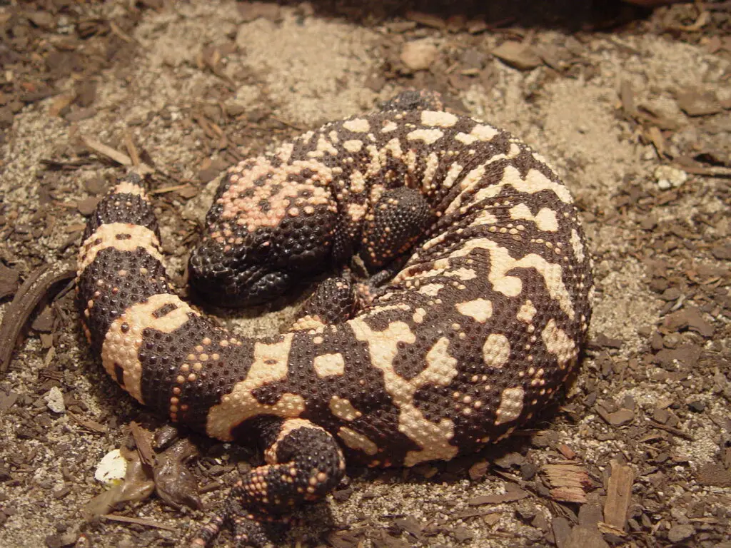 gila monster